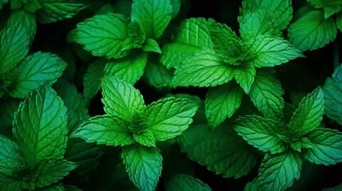 خرید سبزی نعناع خشک اعلا با قیمت باور نکردنی